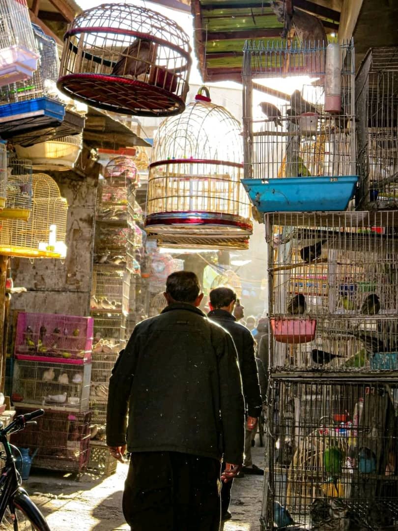 Birds Market